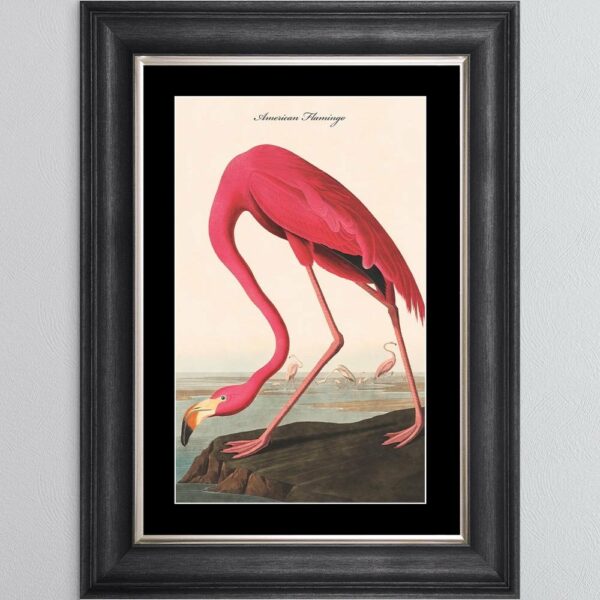 5575-AMERICAN-FLAMINGO-BM-VGS