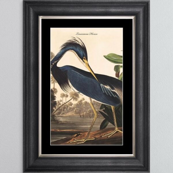 5575-LOUISIANA-HERON-BM-VGS