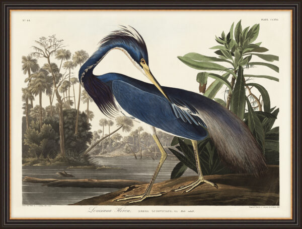 Louisiana Heron - A22