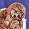 56311 Sloth on armchair (1)